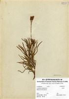 藏品(地刷子)的圖片